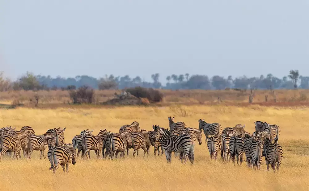 Güney Afrika, Viktoria Şelaleleri ve Botswana Safari Turu